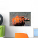 Flasher Socrpionfish Scorpaenopsis Macrochir Wall Decal Design 1