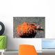 Flasher Socrpionfish Scorpaenopsis Macrochir Wall Decal Design 1