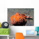 Flasher Socrpionfish Scorpaenopsis Macrochir Wall Decal Design 1