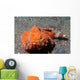 Flasher Socrpionfish Scorpaenopsis Macrochir Wall Decal Design 1