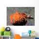 Flasher Socrpionfish Scorpaenopsis Macrochir Wall Decal Design 1