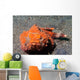 Flasher Socrpionfish Scorpaenopsis Macrochir Wall Decal Design 1