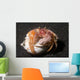 Anemone Hermit Crab Lembeh Wall Decal