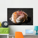 Anemone Hermit Crab Lembeh Wall Decal