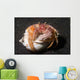 Anemone Hermit Crab Lembeh Wall Decal