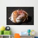 Anemone Hermit Crab Lembeh Wall Decal