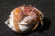 Anemone Hermit Crab Lembeh Wall Decal