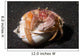 Anemone Hermit Crab Lembeh Wall Decal