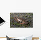 Blood-spotted Swimming Crab Lembeh Wall Decal