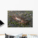 Blood-spotted Swimming Crab Lembeh Wall Decal