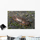 Blood-spotted Swimming Crab Lembeh Wall Decal