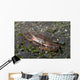 Blood-spotted Swimming Crab Lembeh Wall Decal