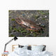 Blood-spotted Swimming Crab Lembeh Wall Decal