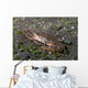 Blood-spotted Swimming Crab Lembeh Wall Decal