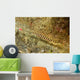 Ringed Pipefish Carries Its Wall Decal