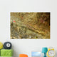 Ringed Pipefish Carries Its Wall Decal