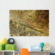 Ringed Pipefish Carries Its Wall Decal