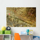 Ringed Pipefish Carries Its Wall Decal