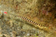 Ringed Pipefish Carries Its Wall Decal