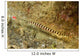 Ringed Pipefish Carries Its Wall Decal
