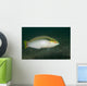 Zigzag Wrasse Halichoeres Scapularis Wall Decal