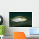 Zigzag Wrasse Halichoeres Scapularis Wall Decal