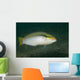 Zigzag Wrasse Halichoeres Scapularis Wall Decal