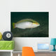 Zigzag Wrasse Halichoeres Scapularis Wall Decal