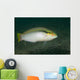 Zigzag Wrasse Halichoeres Scapularis Wall Decal