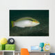 Zigzag Wrasse Halichoeres Scapularis Wall Decal