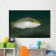 Zigzag Wrasse Halichoeres Scapularis Wall Decal