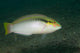 Zigzag Wrasse Halichoeres Scapularis Wall Decal