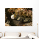 Snowflake Moray Eel Echidna Wall Decal