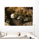 Snowflake Moray Eel Echidna Wall Decal