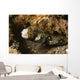Snowflake Moray Eel Echidna Wall Decal