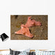 Pair Three-lobed T-bar Nudibranchs Wall Decal