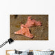 Pair Three-lobed T-bar Nudibranchs Wall Decal
