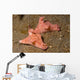 Pair Three-lobed T-bar Nudibranchs Wall Decal