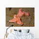 Pair Three-lobed T-bar Nudibranchs Wall Decal