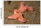 Pair Three-lobed T-bar Nudibranchs Wall Decal
