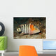 Redbreasted Wrasse Cheilinus Fasciatus Wall Decal