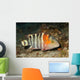 Redbreasted Wrasse Cheilinus Fasciatus Wall Decal