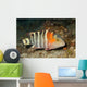 Redbreasted Wrasse Cheilinus Fasciatus Wall Decal