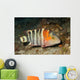 Redbreasted Wrasse Cheilinus Fasciatus Wall Decal