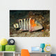 Redbreasted Wrasse Cheilinus Fasciatus Wall Decal