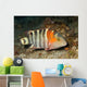 Redbreasted Wrasse Cheilinus Fasciatus Wall Decal