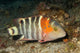 Redbreasted Wrasse Cheilinus Fasciatus Wall Decal