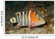 Redbreasted Wrasse Cheilinus Fasciatus Wall Decal