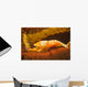 Emperor Shrimp Lives Sea Wall Decal Design 2