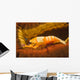 Emperor Shrimp Lives Sea Wall Decal Design 2